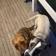 Home Owner wanting sitter in Sydney, New South Wales