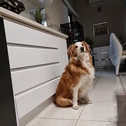 Home Owner wanting sitter in Brisbane, Queensland