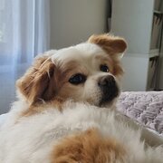 Home Owner wanting sitter in Penrith , New South Wales