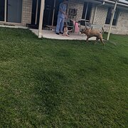 Home Owner wanting sitter in , Queensland