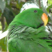 Home Owner wanting sitter in Kuranda, Queensland