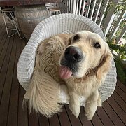 House Sitter - Trustworthy House & Pet Sitter