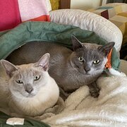 Home Owner wanting sitter in Melbourne, Victoria