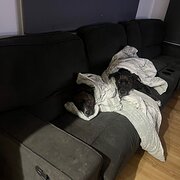 Home Owner wanting sitter in Cairns, Queensland