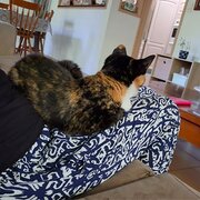 House Sitter - Maggie