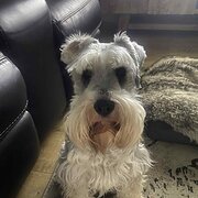 Home Owner wanting sitter in Mawson Lakes, South Australia