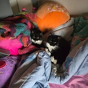 Home Owner wanting sitter in AUGUSTINE HEIGHTS, Queensland