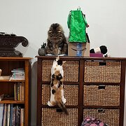 Home Owner wanting sitter in Adelaide, South Australia