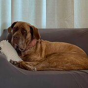 Home Owner wanting sitter in Rockingham, Western Australia