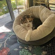 Home Owner wanting sitter in Coffs Harbour, New South Wales