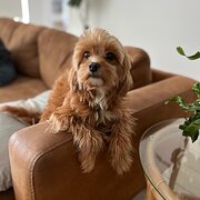 House Sitter - Family 