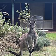 Home Owner wanting sitter in Mandurah, Western Australia