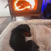 Home Owner wanting sitter in , Western Australia