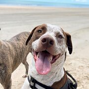 Home Owner wanting sitter in Caloundra , Queensland