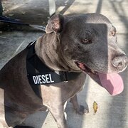 Home Owner wanting sitter in , Queensland