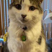 Home Owner wanting sitter in Adelaide , South Australia