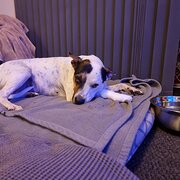 Home Owner wanting sitter in Perth, Western Australia