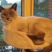 Home Owner wanting sitter in Ballarat, Victoria
