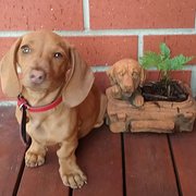 Home Owner wanting sitter in Ballarat, Victoria