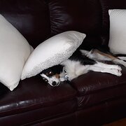 House Sitter - Hillary | Experienced & Caring Pet Sitte