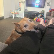 House Sitter - House Sitter