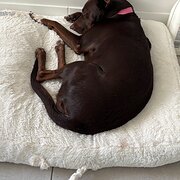 Home Owner wanting sitter in , Queensland