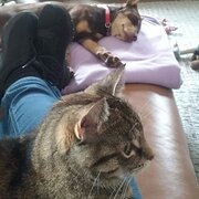 House Sitter - Lisa house sitter