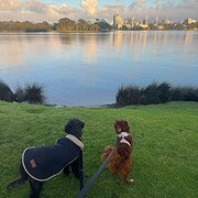 House Sitter - Will love your pets! 