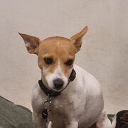 Home Owner wanting sitter in Melbourne , Victoria