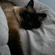 House Sitter - Perfect House and Pet Sitter :)