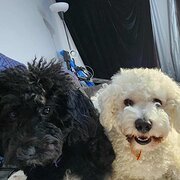 Home Owner wanting sitter in , Western Australia