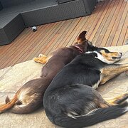 Home Owner wanting sitter in , Victoria