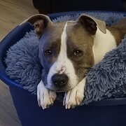 Home Owner wanting sitter in Evanston park, South Australia