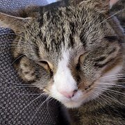 Home Owner wanting sitter in Townsville, Queensland