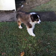 House Sitter - Leanne and Grant