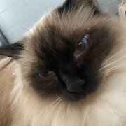 Home Owner wanting sitter in Darwin, Northern Territory