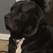 Home Owner wanting sitter in Brisbane, Queensland