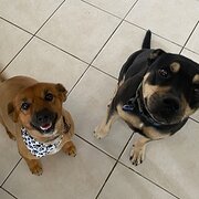 Home Owner wanting sitter in , Queensland