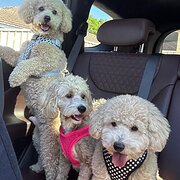 Home Owner wanting sitter in , Western Australia