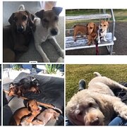 House Sitter - Pet/House Sitter