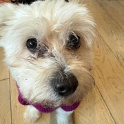 Home Owner wanting sitter in , Victoria