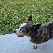 Home Owner wanting sitter in Cairns, Queensland