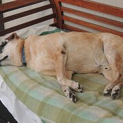 House Sitter - Caring Nan