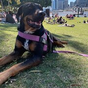 Home Owner wanting sitter in Brisbane, Queensland