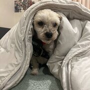 Home Owner wanting sitter in Bunbury, Western Australia