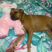 Home Owner wanting sitter in Darwin, Northern Territory