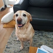 House Sitter - Animal lover / passion for gardening.