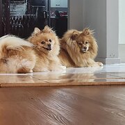 Home Owner wanting sitter in Ipswich , Queensland