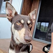 Home Owner wanting sitter in Gympie, Queensland