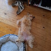 Home Owner wanting sitter in , New South Wales